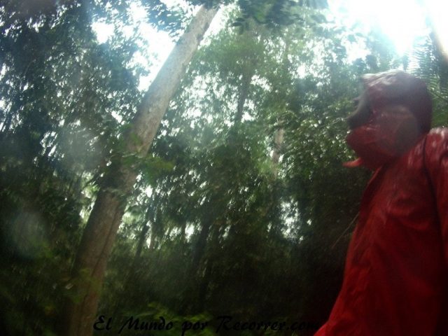 Sri lanka Srilanka rainforest sinharaja bosque tropical viajes lluvia mundo recorrer