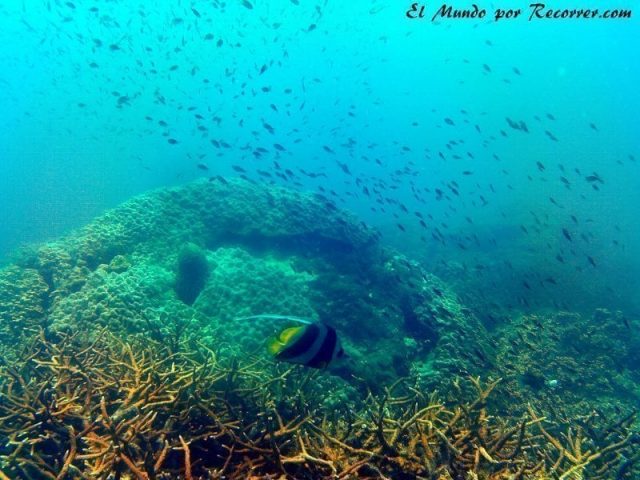 islas perhentian malasia scuba diving