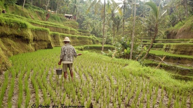 Bali Ubud Terrazas de tegagalang